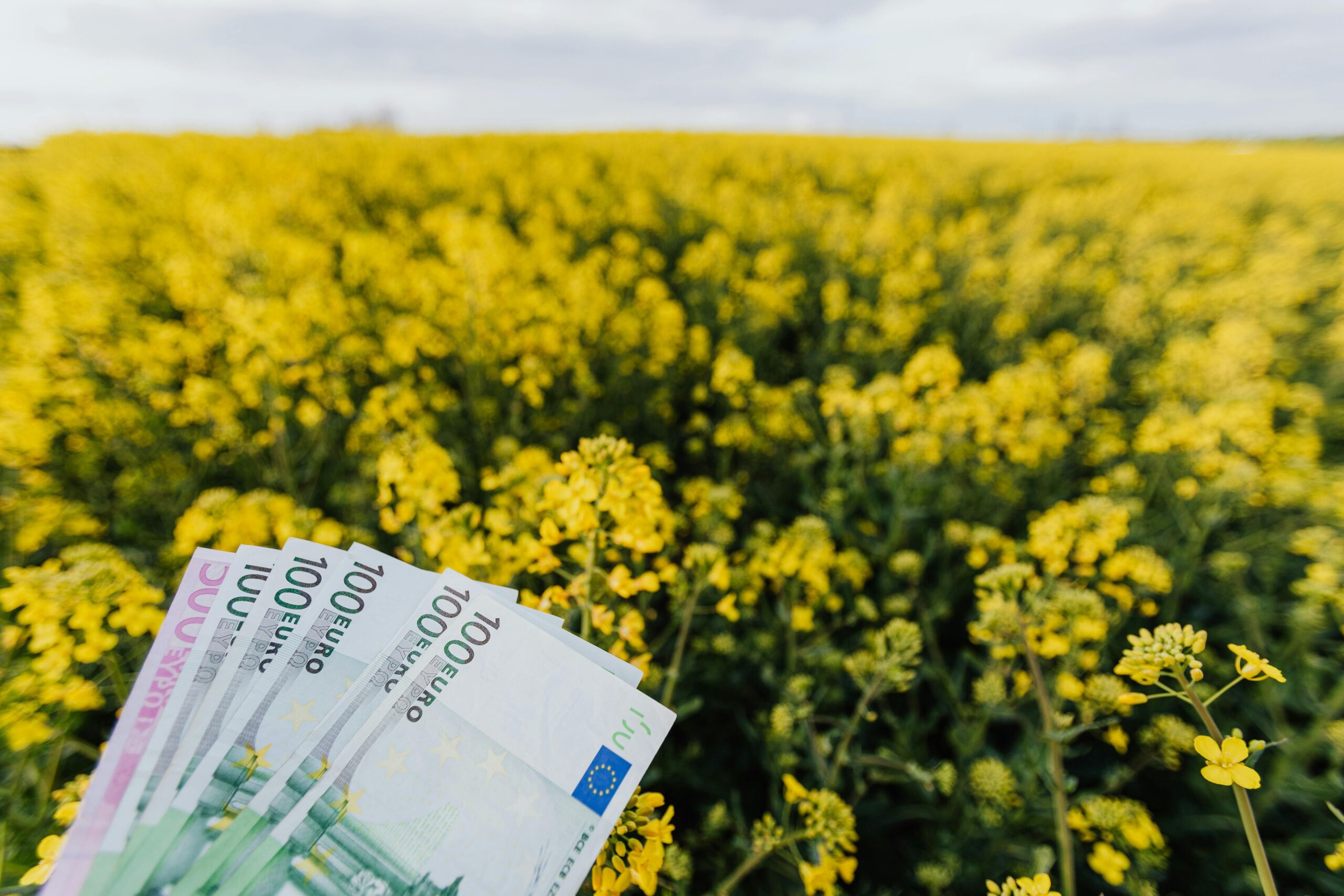 Various Russian paper banknotes located on picturesque view of bright blossom field on cloudy day