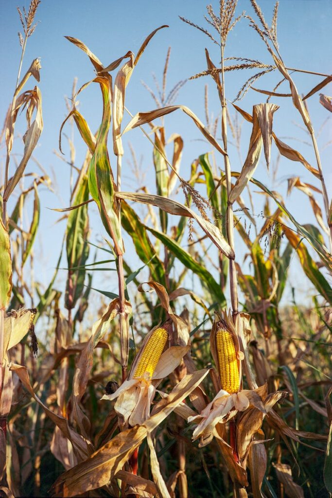 Golden corn cobs ready for harvest in a sunlit rural cornfield.